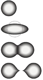 Image 10The stages of binary fission in a liquid drop model. Energy input deforms the nucleus into a fat "cigar" shape, then a "peanut" shape, followed by binary fission as the two lobes exceed the short-range nuclear force attraction distance, and are then pushed apart and away by their electrical charge. In the liquid drop model, the two fission fragments are predicted to be the same size. The nuclear shell model allows for them to differ in size, as usually experimentally observed. (from Nuclear fission)