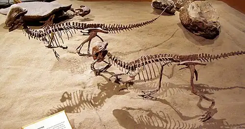 Two Stegoceras on display