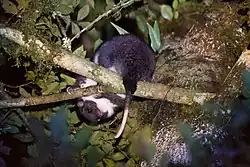 Black and white cuscus