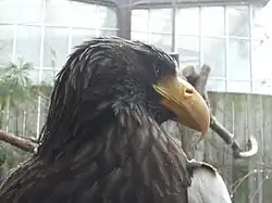 Steller's sea eagle.