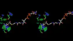 Stereoscopic depiction of choline and acetyl-CoA bound in ChAT active site - alternate angle. (PDB: 2FY3, PDB: 2FY5 - overlaid).