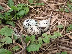 Three eggs in a nest on Great Gull Island