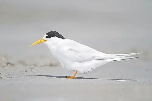 Image 13 Fairy Tern Photo: JJ Harrison The Fairy Tern (Sternula nereis) is a small tern which occurs in the southwestern Pacific. Three subspecies are known. This specimen was photographed in Little Swanport, Tasmania. More selected pictures