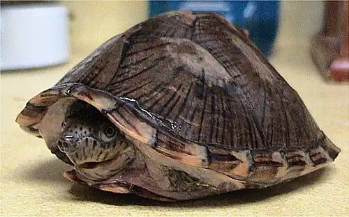 Razorback musk turtle, Sternotherus carinatus