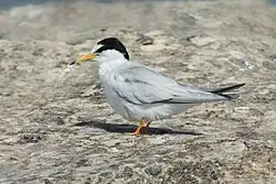 S. a. placens, Boat Harbour, New South Wales, Australia