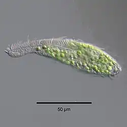 Zoochlorellae (green) living inside the ciliate Stichotricha secunda