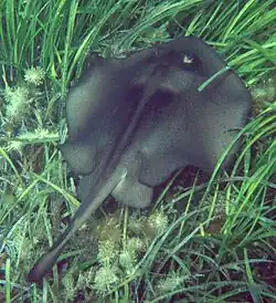 Stingray in seagrass