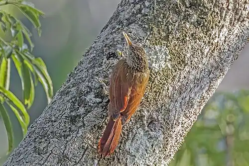 Straight-billed woodcreeper (Dendroplex picus peruvianus) Rio Napo.jpg