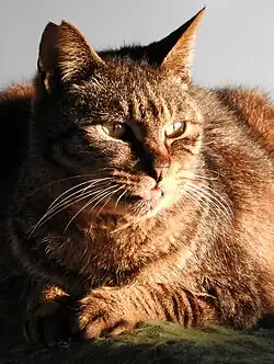 A stray cat by the River