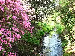 A stream flowing through the Isabella Plantation