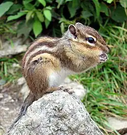 Brown chipmunk