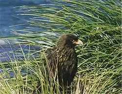 A striated caracara standing among tall grass