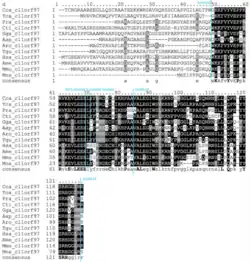 Annotated Multiple Sequence Alignments of Human C11ORF97 Protein and Strict Orthologs. The orthologs in this alignment are from mammals, birds, and reptiles. This alignment was made using ClustalW, and shading was done using BoxShade.3, 4 The 3 letter codes are as follows: Cca, Caretta caretta; Tca, Terrapene Carolina triunguis; Pra, Podarcis raffonei; Cti, Crotalus tigris; Gga, Gallus gallus; Aap, Apus apus; Aro, Apteryx rowi; Tgu, Tinamus guttatus; Has, Homo sapiens; Ame, Ailuropoda melanoleuca; Mmu, Mus musculus; Mna, Miniopterus natalensis.