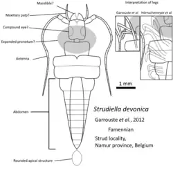 Image 11Reconstruction Strudiella devonica as a possible hexapod (from Evolution of insects)