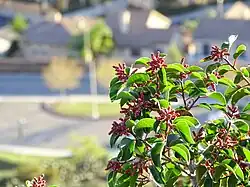 Above a suburban environment