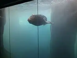 Sunny the sea lion