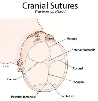 Cranial sutures