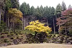 Grass, stones and a forest.