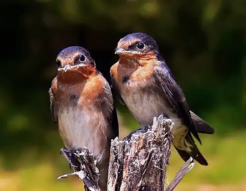 Image 7 Welcome Swallow Photo credit: Benjamint444 Two Welcome Swallow (Hirundo neoxena) chicks, one day after fledging. The Welcome Swallow is a small passerine bird in the swallow family native to Australia and nearby islands, but not until recently to New Zealand. It is very similar to the Pacific Swallow. More selected pictures