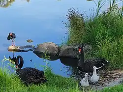 Two parents with cygnets at Edwardes Lake, Reservoir, Victoria