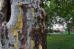 Close-up of the characteristic bark