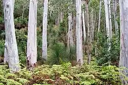 Sydney blue gums growing on red/brown soil at Mount Cabrebald
