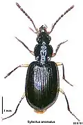 Syllectus anomalus