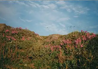 Purple mountain saxifrage in the park
