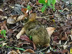 A rabbit seen from above in leaf litter