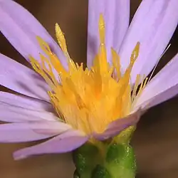 Close-up of ray and disk florets