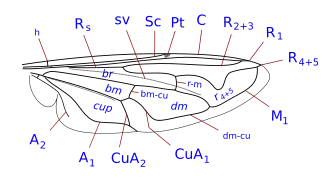 wing vein identification