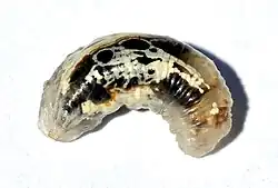 Image 28Larva of Syrphid fly, member of Cyclorrhapha, without epicranium, almost without sclerotisation apart from its jaws. (from Insect morphology)