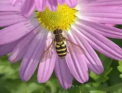 Syrphus on a asteraceae flower.