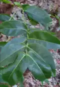 Leaf arrangement (Guam)