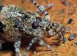 A close up photo of the species Trigoniophthalmus alternatus