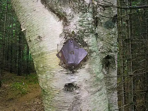 An old metal diamond marker beside the trail in Maine