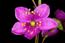 Talinum portulacifolium