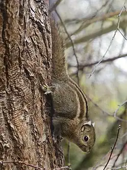 Brown squirrel