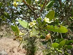 Shiny, oval leaves and white flowers
