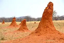 Termite mound in Namibia