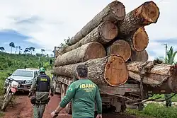A truck carrying huge logs. Local authorities can be seen next to it.
