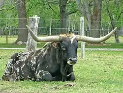 Dark-colored cattle with very long, sharp horns.