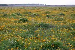 Texas bullnettle (Cnidoscolus texanus) and plains coreopsis (Coreopsis tinctoria), Attwater Prairie Chicken National Wildlife Refuge