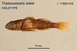 Thalasseleotris adela; Thalasseleotrididae