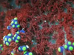 Stinging nematocysts