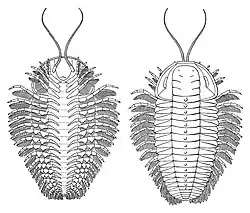 Restoration of the trilobite Triarthrus eatoni