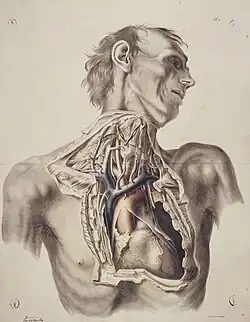 The anatomy of the arteries of the human body