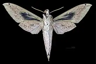 Female ventral (coll.MHNT)