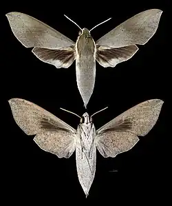 Theretra indistincta