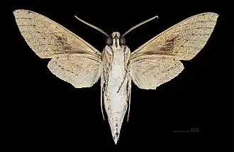 Male ventral view